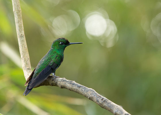 Grünstirn-Brillantkolibri  (Heliodoxa jacula)