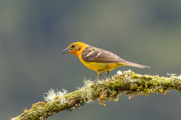 Blutkardinal (Piranga bidentata) - Weibchen