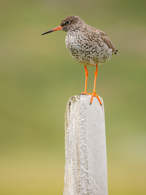 Rotschenkel (Tringa totanus)