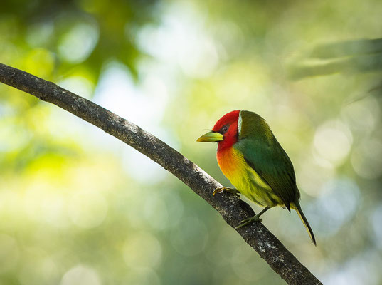 Andenbartvogel (Eubucco bourcierii)