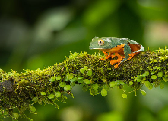 Laubfrosch (Cruziohyla calcarifer)