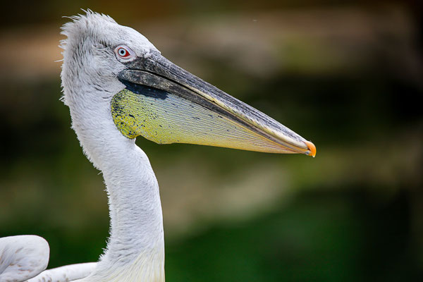 Krauskopfpelikan (Pelecanus crispus)