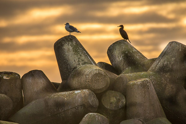 Kormoran (Phalacrocorax carbo) - aufgenommen auf Helgoland