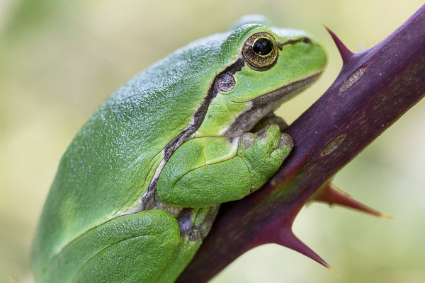 Europäische Laubfrosch (Hyla arborea) 