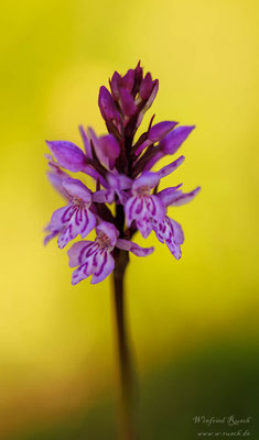 Fuchs' Knabenkraut - Dactylorhiza fuchsii