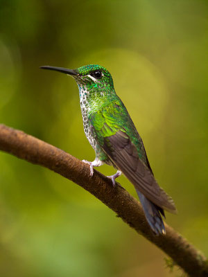 Grünstirn-Brillantkolibri  (Heliodoxa jacula) - Weibchen