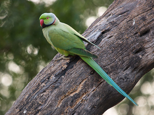 Halsbandsittich (Psittacula krameri)