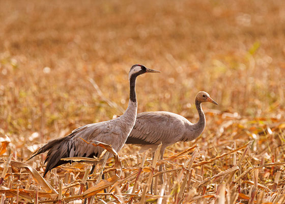 Kranich (Grus grus)