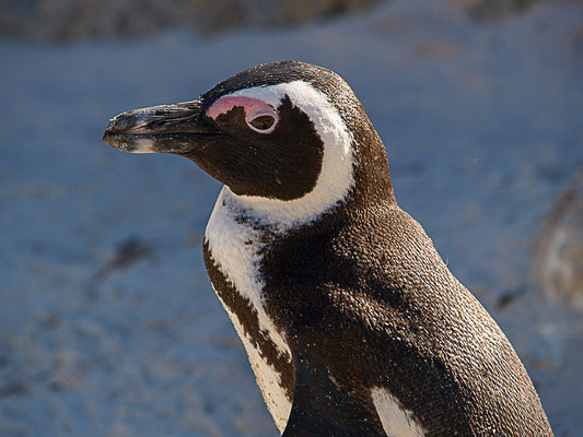 afrikanische Pinguin ( Spheniscus demersus) oder Kappinguin