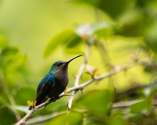 Violettkronennymphe (Thalurania colombica) - Männchen