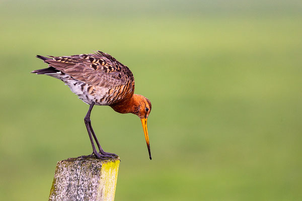  Uferschnepfe (Limosa limosa)