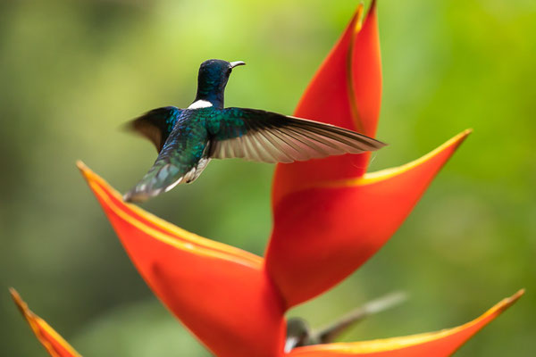 Weißnackenkolibri (Florisuga mellivora)