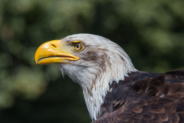 Weißkopfseeadler (Haliaeetus leucocephalus) 