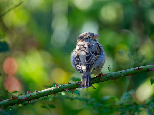 Haussperling (Passer domesticus)