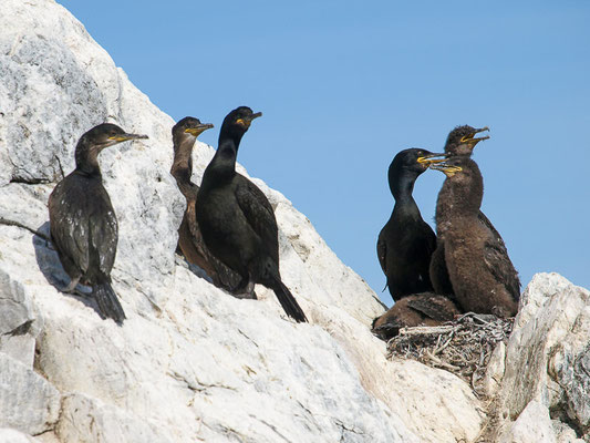  Krähenscharbe (Phalacrocorax aristotelis)