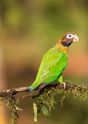 Grauwangenpapagei (Pionaopsitta haematotis)