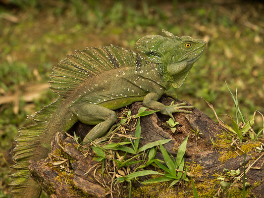 Stirnlappenbasilisk (Basiliscus plumifrons)