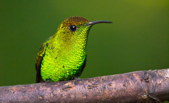  Bronzekopf-Elvirakolibri (Elvira cupreiceps)