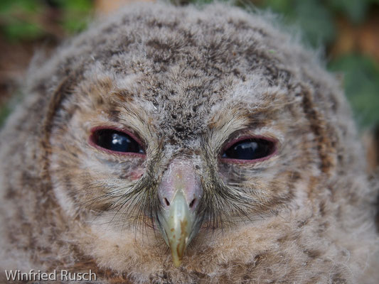 Waldkauz (Strix aluco) 