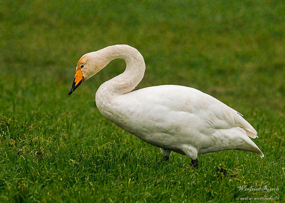 Singschwan (Cygnus cygnus)