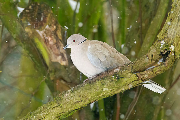 Türkentaube (Streptopelia decaocto)