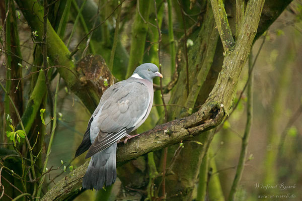 Ringeltaube (Columba palumbus)