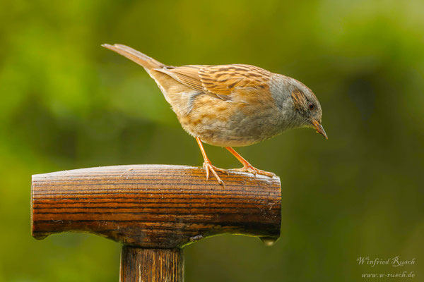 Heckenbraunelle (Prunella modularis)