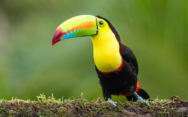 Fischertukan (Ramphastos sulfuratus)