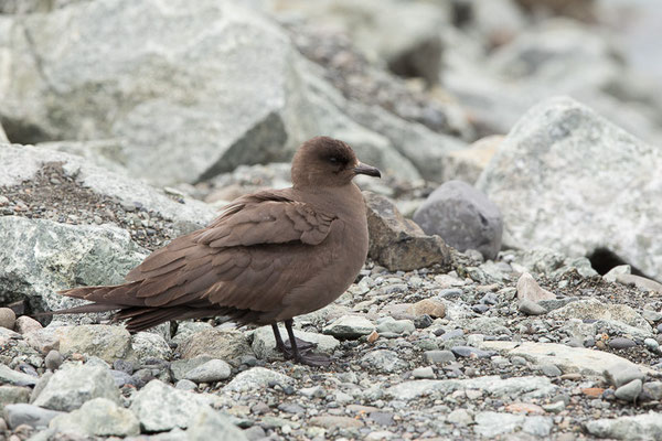 Schmarotzerraubmöwe (Stercorarius parasiticus)