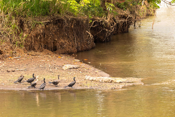 Kormoran (Phalacrocorax carbo) - aufgenommen in Costa Rica