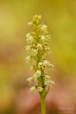 Weiße Höswurz - Pseudorchis albida