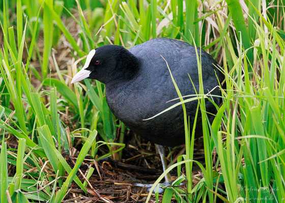 Blässhuhn (Fulica atra)