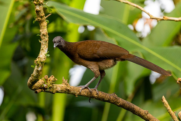 Graukopfguan (Ortalis cinereiceps) 