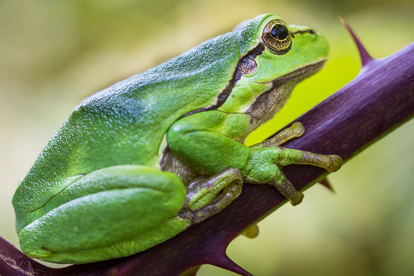 Europäische Laubfrosch (Hyla arborea) 