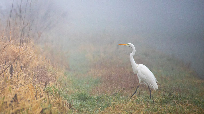 Silberreiher (Ardea alba)