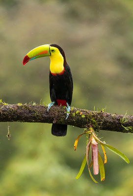 Fischertukan (Ramphastos sulfuratus)