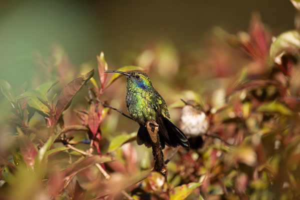 Berg-Veilchenohrkolibri (Colibri cyanotus)