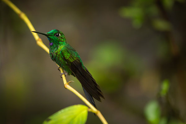 Grünstirn-Brillantkolibri  (Heliodoxa jacula)  