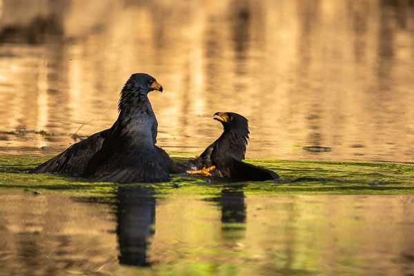  Krabbenbussarde (Buteogallus anthracinus)