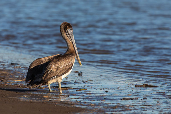 Braunpelikan (Pelecanus occidentalis)