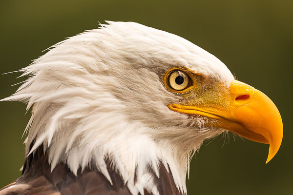 Weißkopfseeadler (Haliaeetus leucocephalus) 