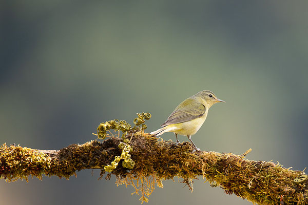 Brauenwaldsänger (Leiothlypis peregrina)