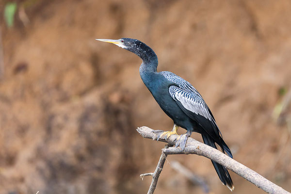 Amerikanischer Schlangenhalsvogel (Anhinga anhinga)