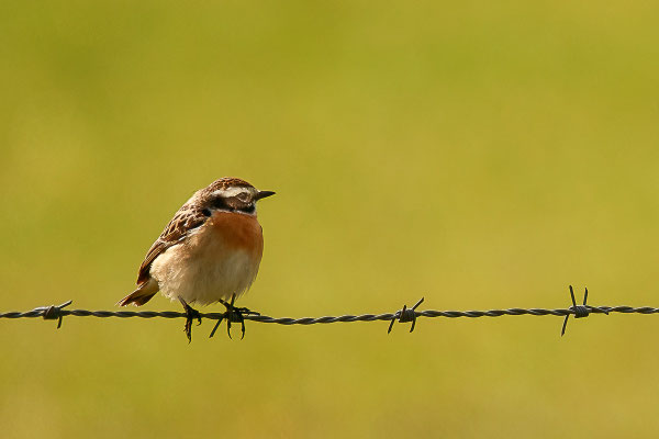Braunkehlchen (Saxicola rubetra)