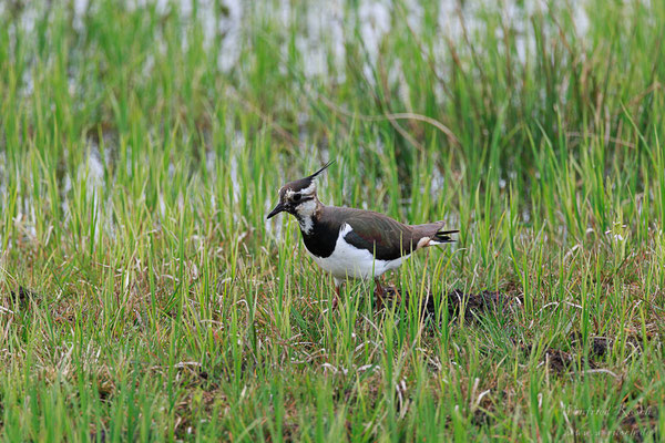 Kiebitz (Vanellus vanellus)