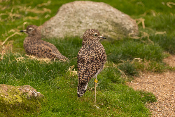 Kaptriel (Burhinus capensis)