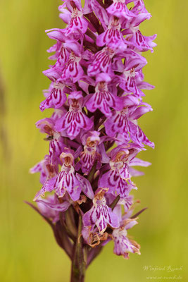 Breitblättriges Knabenkraut - Dactylorhiza majalis