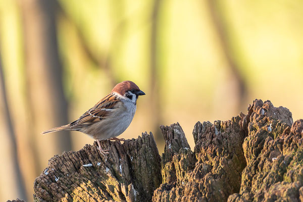 Feldsperling (Passer montanus)