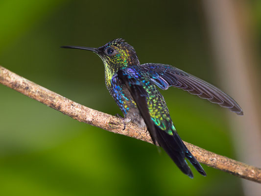 Violettkronennymphe (Thalurania colombica)  - Männchen