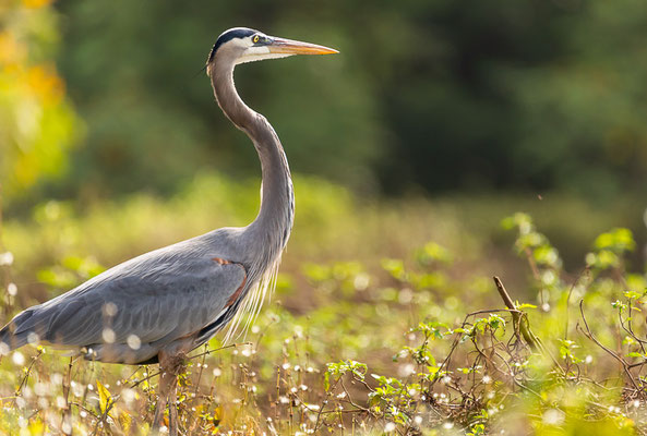 Kanadareiher (Ardea herodias)